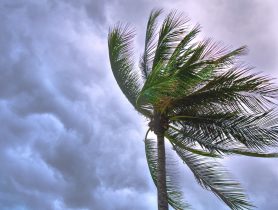 Rack Electric — Palm Tree — Hurricane Season